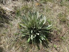 Espeletia
