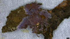 Punctularia atropurpurascens