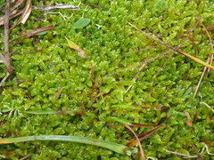 Hypnum cupressiforme