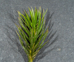 Dawsonia polytrichoides