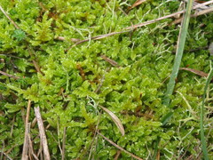 Hypnum cupressiforme