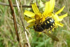 Anthidium septemspinosum