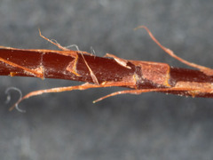 Dawsonia polytrichoides