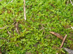 Hypnum cupressiforme