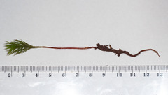 Dawsonia polytrichoides