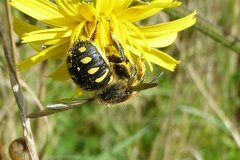 Anthidium septemspinosum