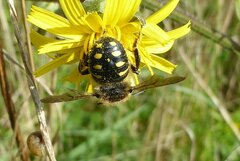 Anthidium septemspinosum