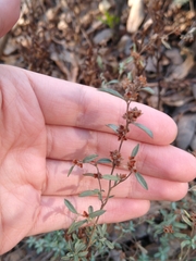 Crocanthemum glomeratum