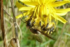 Anthidium septemspinosum