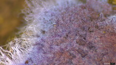 Punctularia atropurpurascens