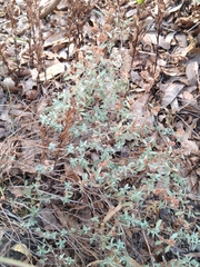 Crocanthemum glomeratum