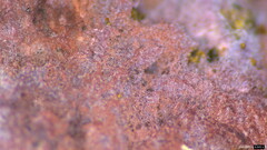 Punctularia atropurpurascens