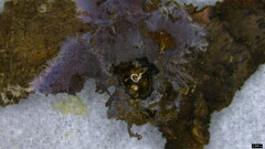 Punctularia atropurpurascens