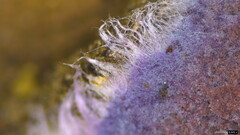 Punctularia atropurpurascens