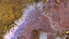 Punctularia atropurpurascens