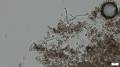 Punctularia atropurpurascens