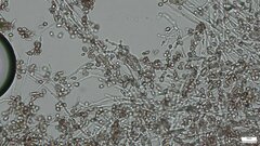 Punctularia atropurpurascens