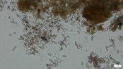 Punctularia atropurpurascens