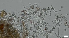 Punctularia atropurpurascens