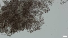 Punctularia atropurpurascens