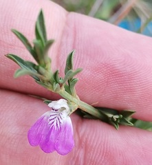 Justicia divaricata