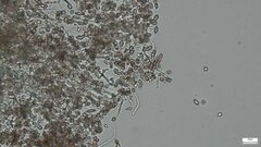 Punctularia atropurpurascens