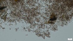 Punctularia atropurpurascens