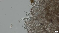 Punctularia atropurpurascens