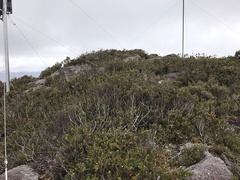 Eucalyptus vernicosa