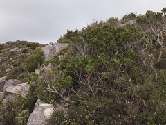 Eucalyptus vernicosa