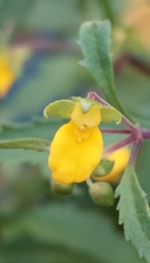 Calceolaria mexicana