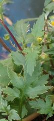 Calceolaria mexicana