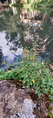 Calceolaria mexicana