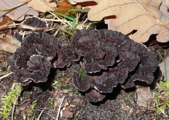 Thelephora terrestris