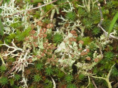 Cladonia ramulosa