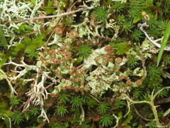 Cladonia ramulosa