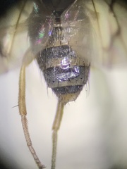 Lauxanioidea