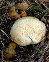 Pseudoboletus parasiticus
