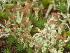 Cladonia ramulosa