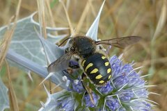 Anthidium septemspinosum