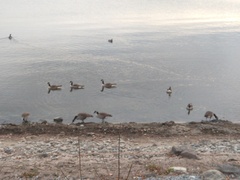 Branta canadensis
