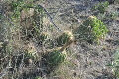 Trichocereus candicans