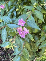 Nothochelone nemorosa