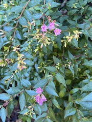 Nothochelone nemorosa