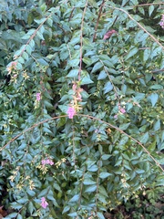 Nothochelone nemorosa