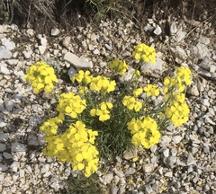 Erysimum pseudorhaeticum
