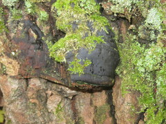 Phellinus populicola