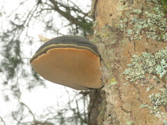 Phellinus populicola
