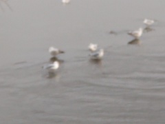 Larus delawarensis