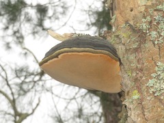 Phellinus populicola
